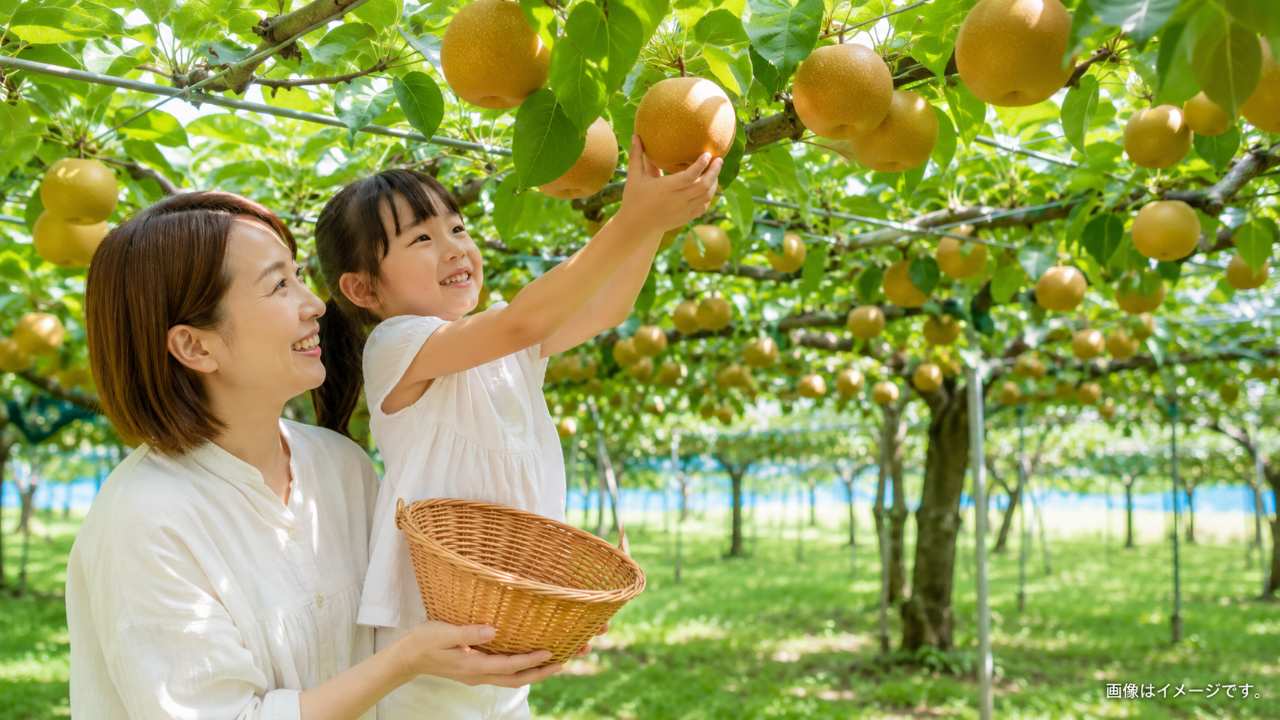 夏の終わりの埼玉県にある明るく清潔な観光梨園。緑の棚に大きくみずみずしい和梨がたわわに実り、親子が笑顔で梨を収穫している